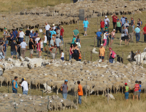 Campo Imperatore – 4-5 agosto 2022 62° Rassegna ovini – Il consorzio premia i giovani pastori